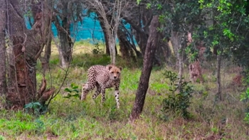Imagem de Moçambique – Mais de 5 mil animais reintroduzidos no Parque Nacional de Maputo nos últimos 15 anos