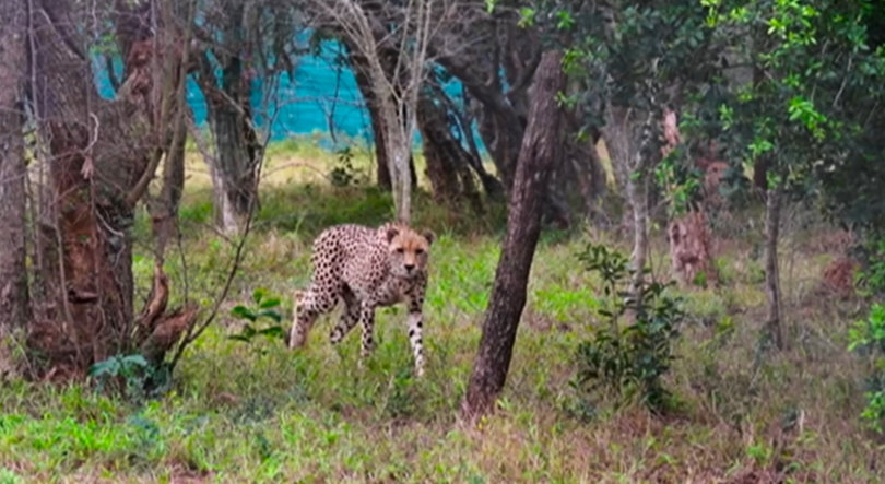 Imagem de Moçambique - Mais de 5 mil animais reintroduzidos no Parque Nacional de Maputo nos últimos 15 anos
