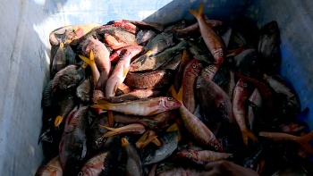 Imagem de Cabo Verde e Angola querem reforçar cooperação no domínio do mar