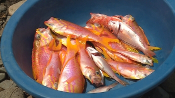 Imagem de Angola – Ministra anuncia fiscalização apertada à pesca de arrastão