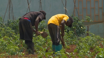 Imagem de São Tomé e Príncipe – Produção local reforça refeições escolares de 50 mil crianças