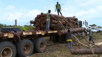 Imagem de Moçambique – Direção de Florestas autorizou duas empresas a procederem à exploração florestal sem licenças