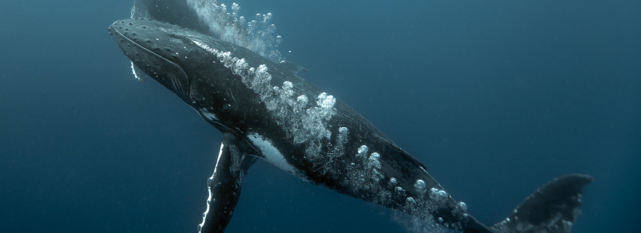 Imagem de OS OCEANOS DE ÁFRICA – O Regresso dos Gigantes