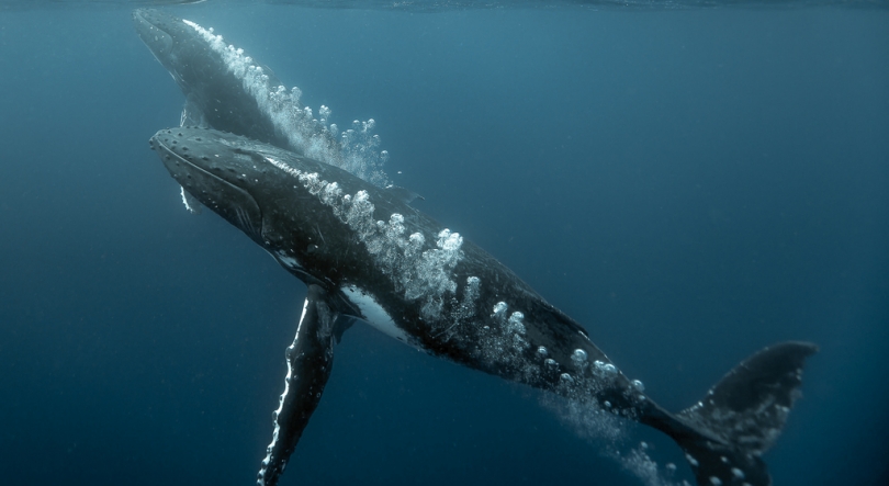 Imagem de OS OCEANOS DE ÁFRICA – O Regresso dos Gigantes