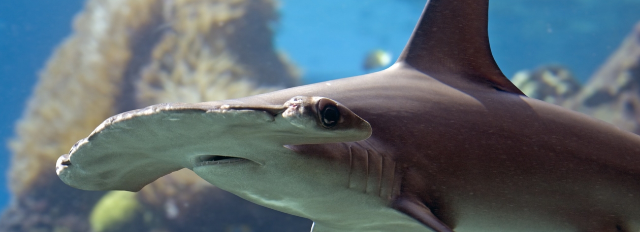 Imagem de Os Oceanos de África – Mares de Tubarões