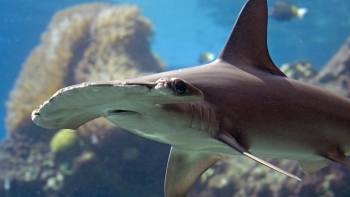 Imagem de Os Oceanos de África – Mares de Tubarões