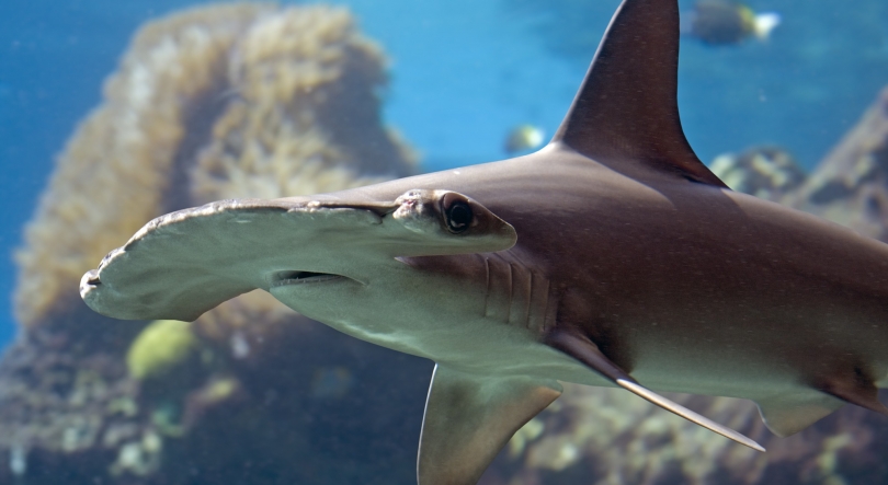 Imagem de Os Oceanos de África – Mares de Tubarões