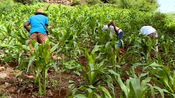 Imagem de Cabo Verde – Falta de mão de obra para a agricultura preocupa camponeses