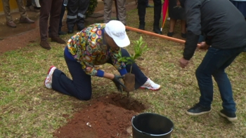 Imagem de Moçambique – Plantadas 92 árvores no HCM para relembrar nascimento de Samora Machel